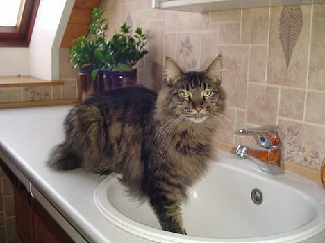 Maine Coon Tazz billede 6