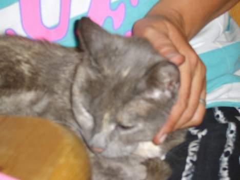 Huskat Dusty *R.I.P* - Ja nusses.. c",) billede 3