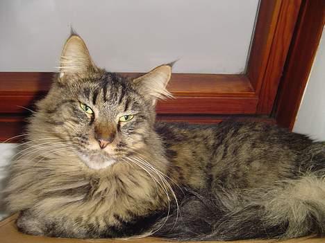 Maine Coon Tazz billede 7