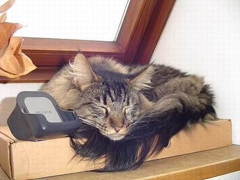 Maine Coon Tazz billede 8