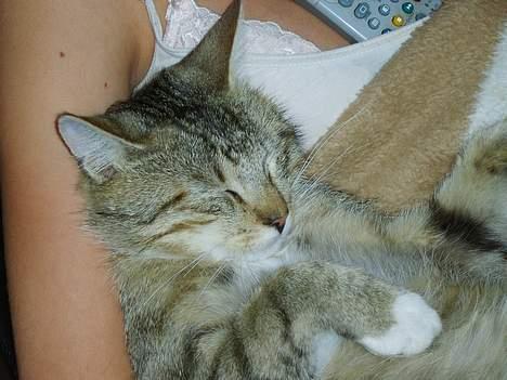 Huskat Speedy *Forsvundet* billede 1