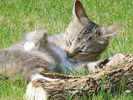 Huskat Speedy *Forsvundet* billede 2