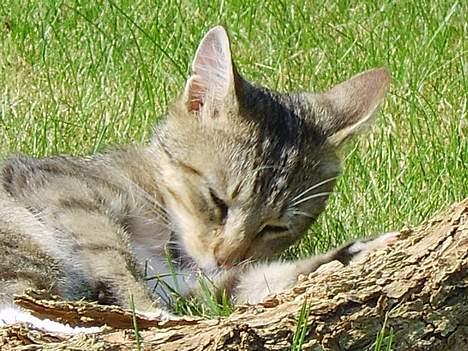 Huskat Speedy *Forsvundet* billede 3