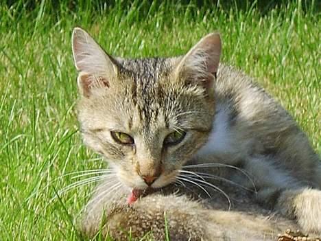 Huskat Speedy *Forsvundet* billede 4