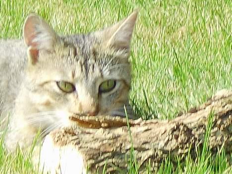 Huskat Speedy *Forsvundet* billede 5