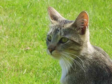 Huskat Speedy *Forsvundet* billede 6