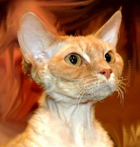 Devon Rex S*Darklin Reach Mr.Zuriel - Aslan,Dino´s søn fra marts ´06,flot fyr ;-)) billede 13