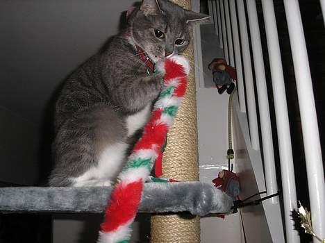 Huskat Mille billede 3