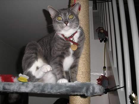 Huskat Mille billede 4