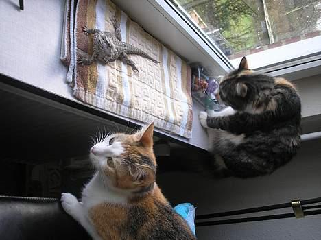 Blanding af racer Kida billede 6