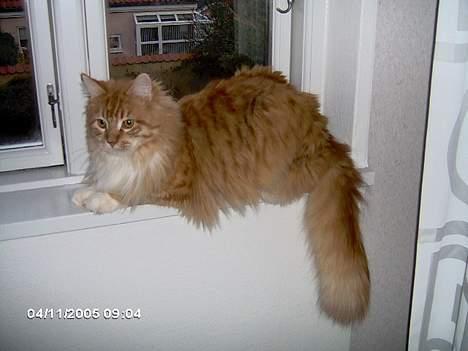 Maine Coon Garfield - aug.06 billede 10