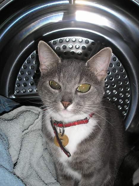 Huskat Mille billede 5