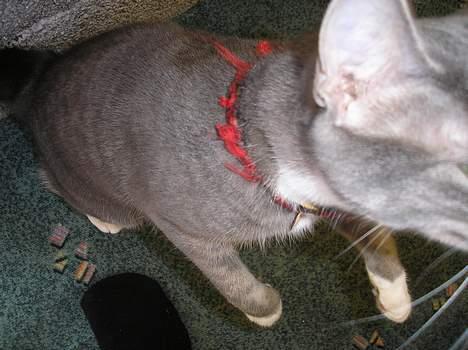 Huskat Mille billede 6