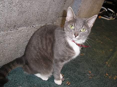 Huskat Mille billede 7