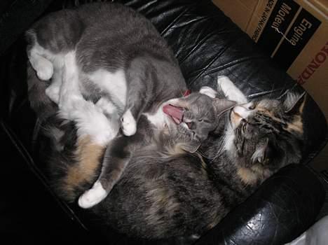 Huskat Mille - Gaab...  billede 8