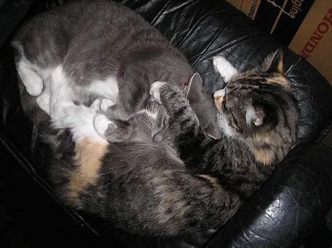 Huskat Mille - Stop det, Kida!! billede 9