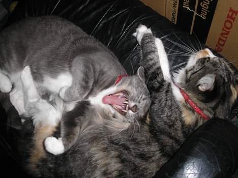 Huskat Mille - !! billede 10