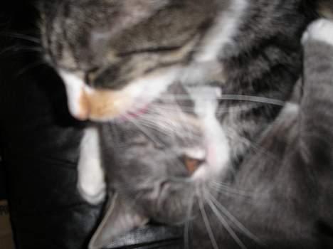 Huskat Mille - ... billede 11