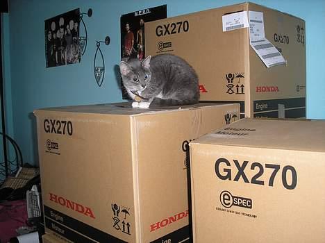 Huskat Mille billede 12