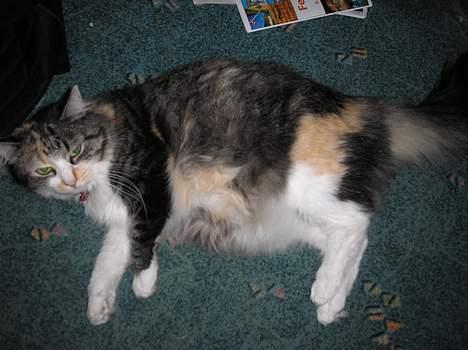 Blanding af racer Kida billede 7