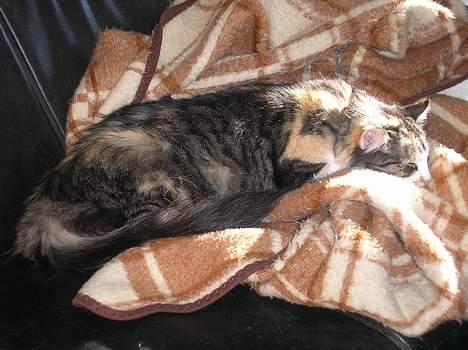 Blanding af racer Kida billede 8