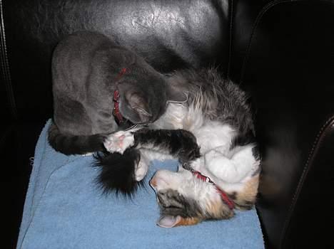 Blanding af racer Kida billede 9