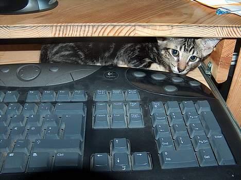 Blanding af racer killing billede 7