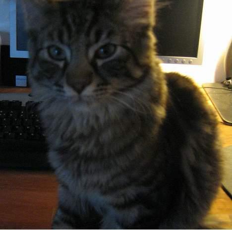 Blanding af racer Napolion billede 6