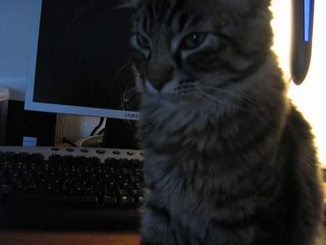 Blanding af racer Napolion billede 7