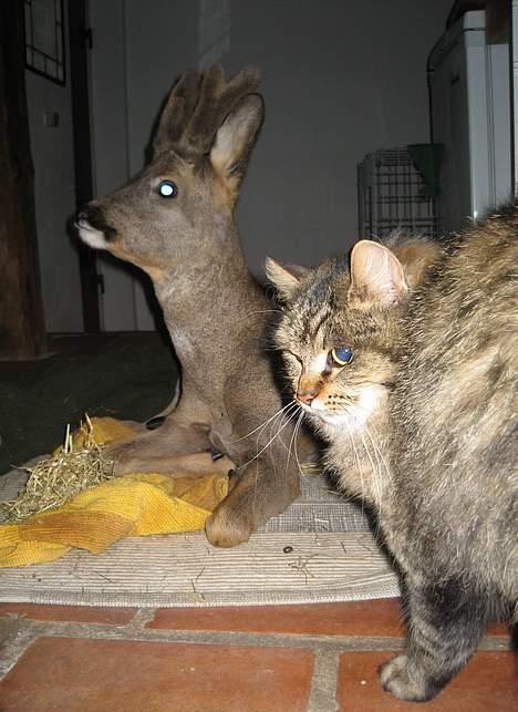 Blanding af racer Signe - En buk i pleje. Signe undrer sig lidt over vores gæst. billede 5