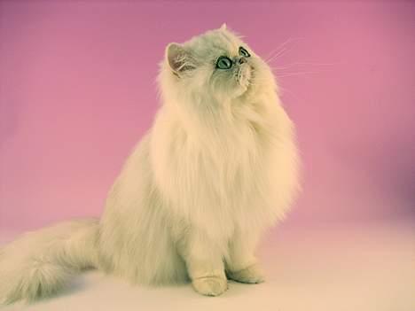 Perser Nancy gail billede 6