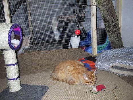 Maine Coon Miss Grazia solgt - ved altså godt det er en tøj mus billede 12