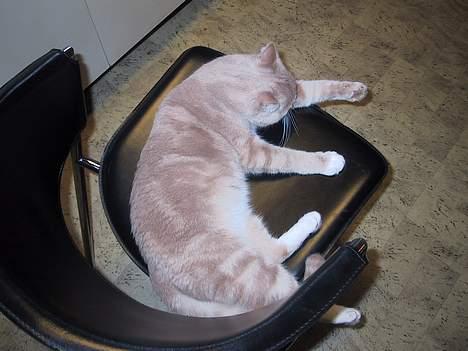 Blanding af racer Vivaldi død 2007 billede 7