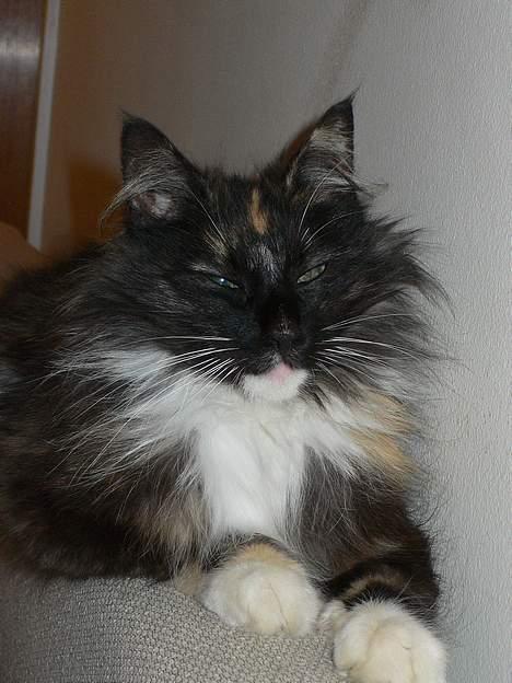 Norsk Skovkat Kisser - Majestætisk d; <3 billede 1