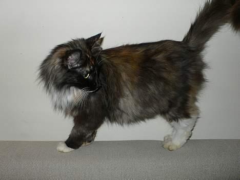 Norsk Skovkat Kisser billede 2