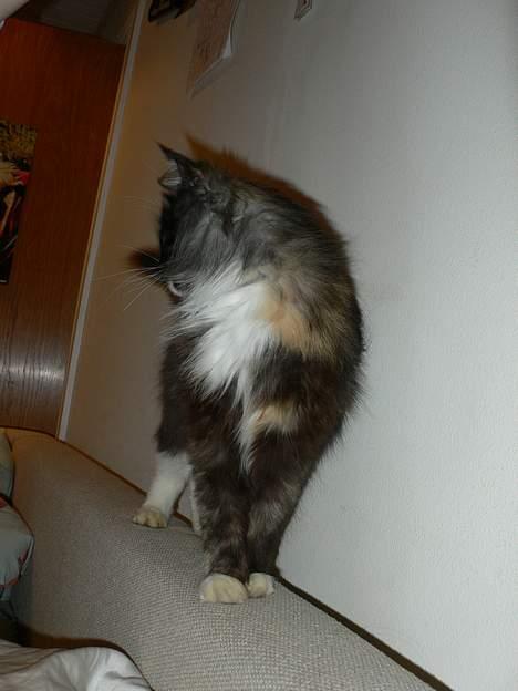 Norsk Skovkat Kisser billede 3