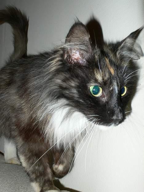 Norsk Skovkat Kisser billede 4