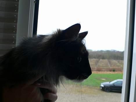 Norsk Skovkat Kisser billede 5