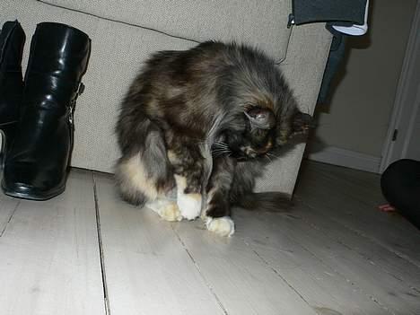 Norsk Skovkat Kisser billede 6