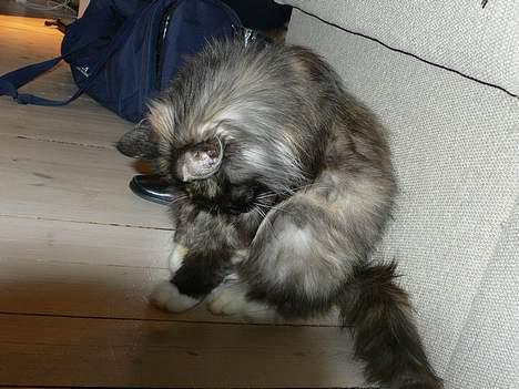 Norsk Skovkat Kisser billede 7