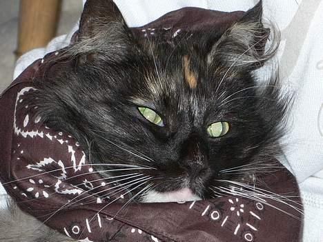 Norsk Skovkat Kisser billede 8