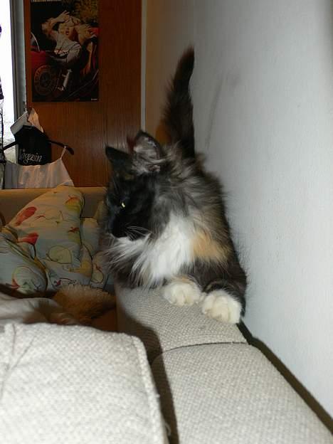 Norsk Skovkat Kisser billede 9