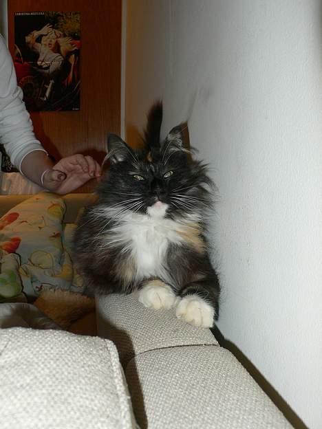 Norsk Skovkat Kisser billede 10