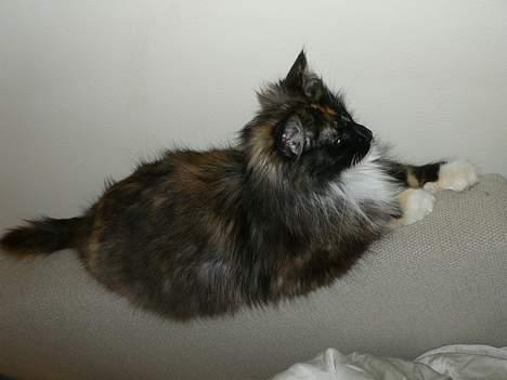 Norsk Skovkat Kisser billede 11