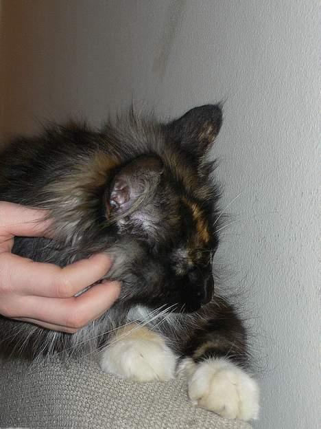 Norsk Skovkat Kisser billede 12