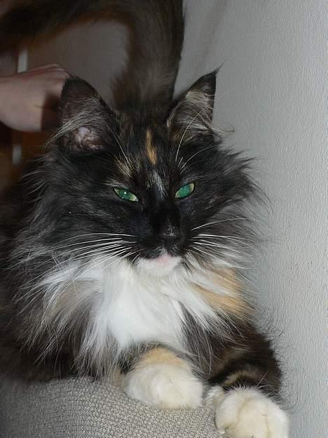 Norsk Skovkat Kisser billede 13