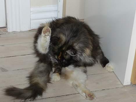 Norsk Skovkat Kisser billede 14