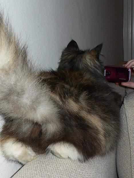 Norsk Skovkat Kisser billede 15