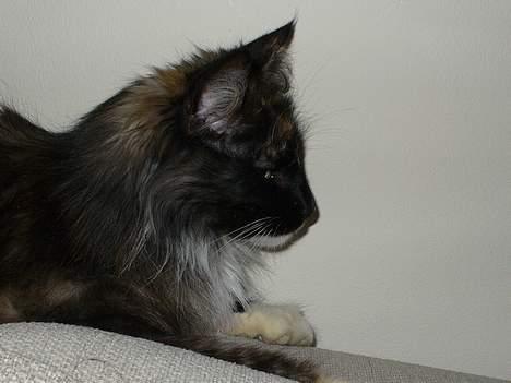 Norsk Skovkat Kisser billede 16