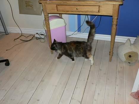 Norsk Skovkat Kisser billede 17